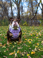 Heavy-Duty Everyday Harness - Lilac