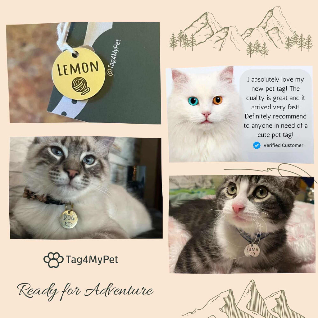 Minimalist Breakaway Cat Collar with ID Tag