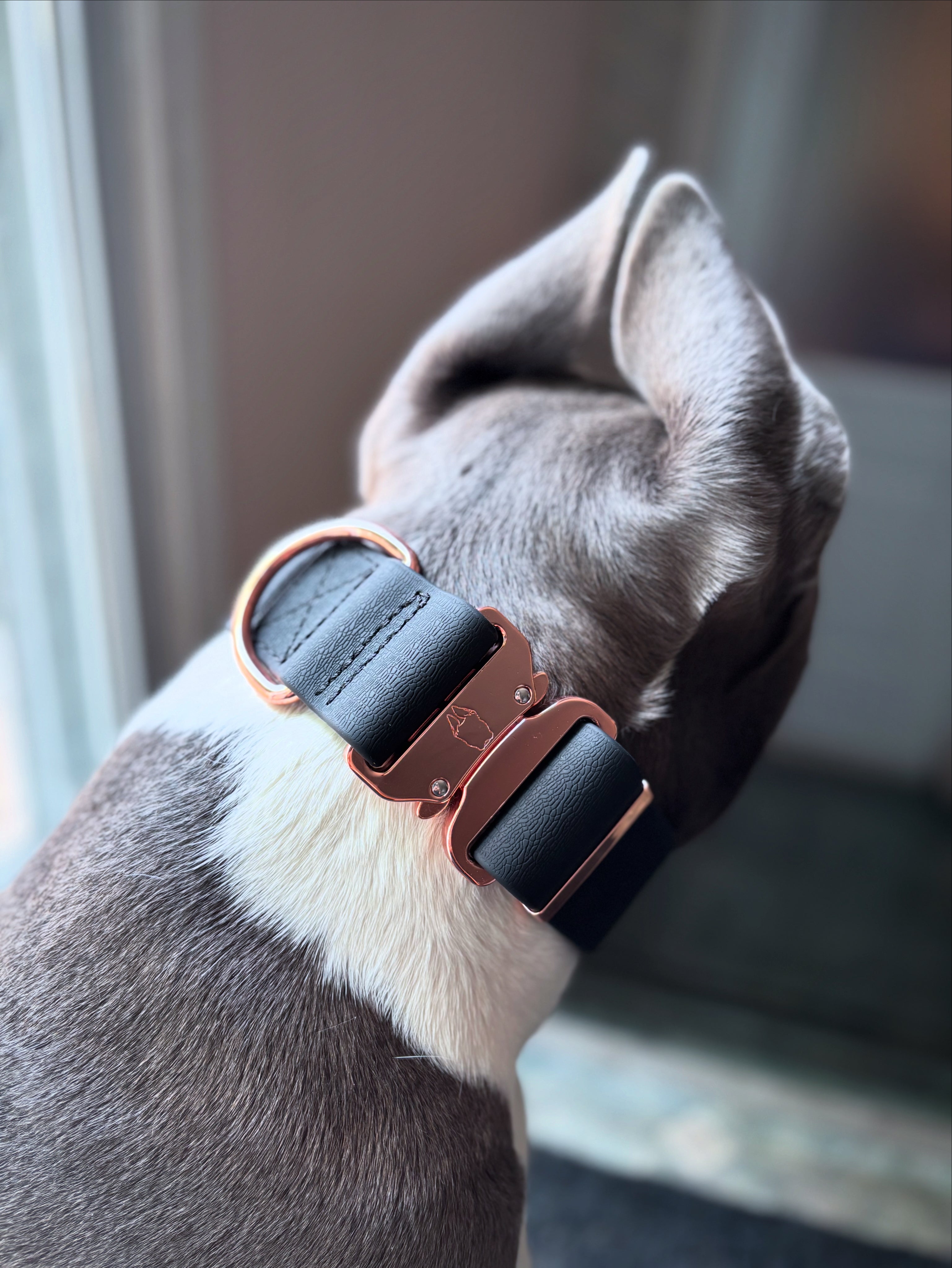 2 inch Waterproof PVC Dog Collar 2.0