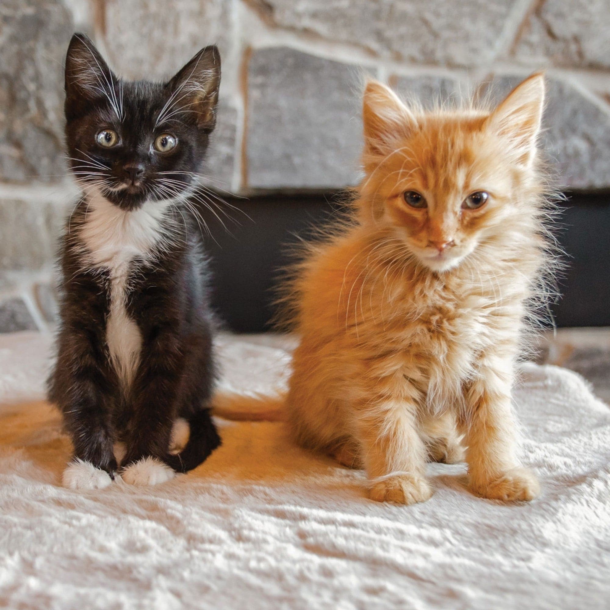 hide shape leakproof dog bed