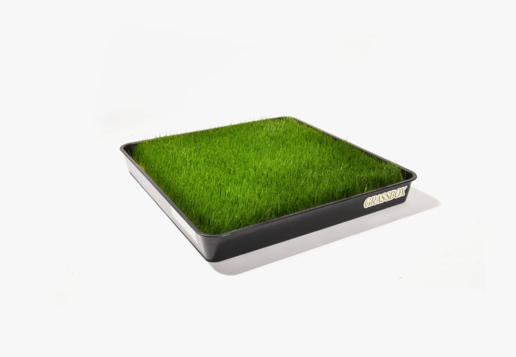 Patch Grass - Reusable Tray