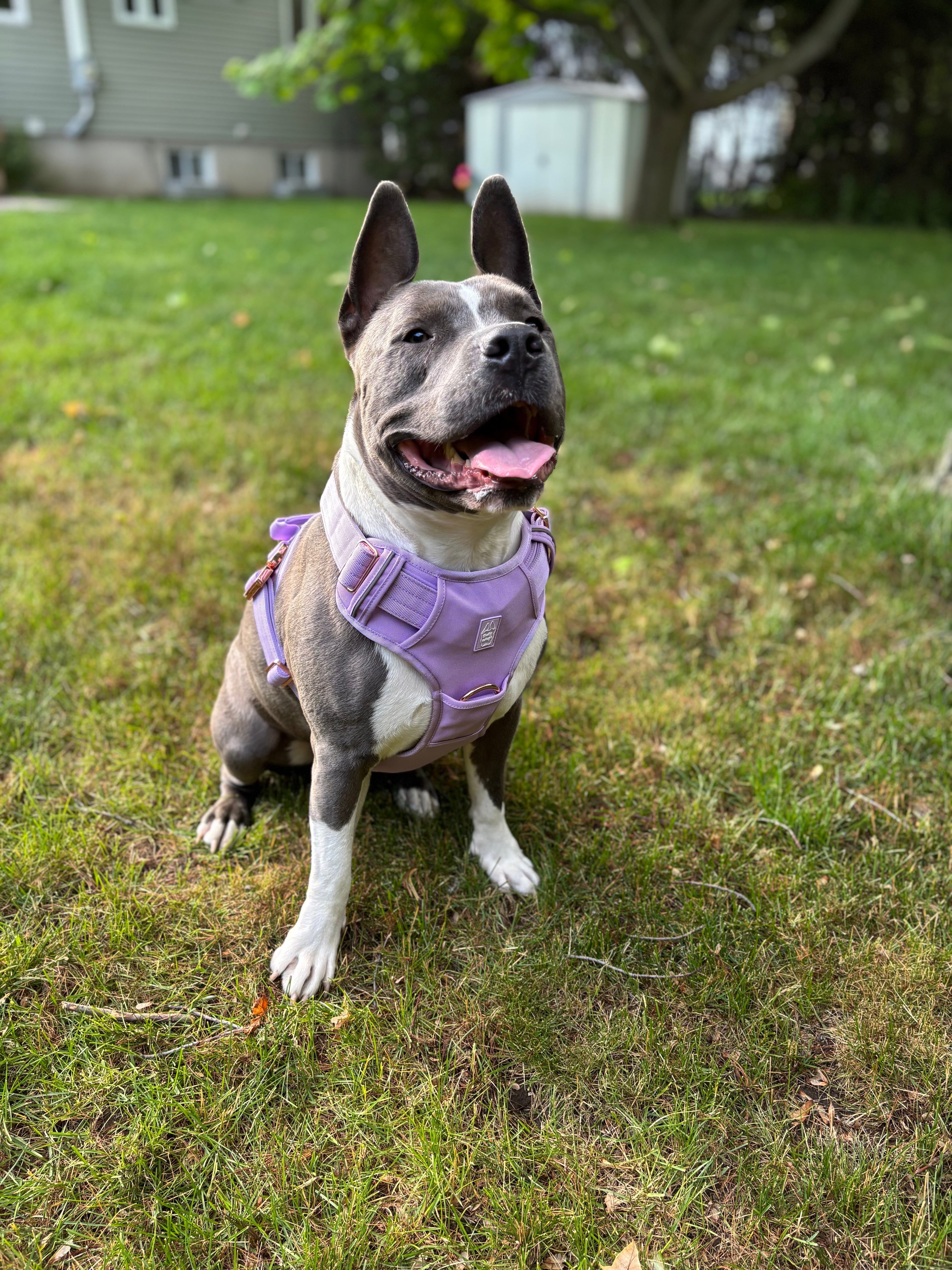 Heavy-Duty Everyday Harness - Lilac