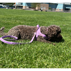 Mauve One-Click Dog Harness