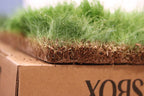 Real Grass Box for Cats & Kittens – Natural Indoor Potty Solution