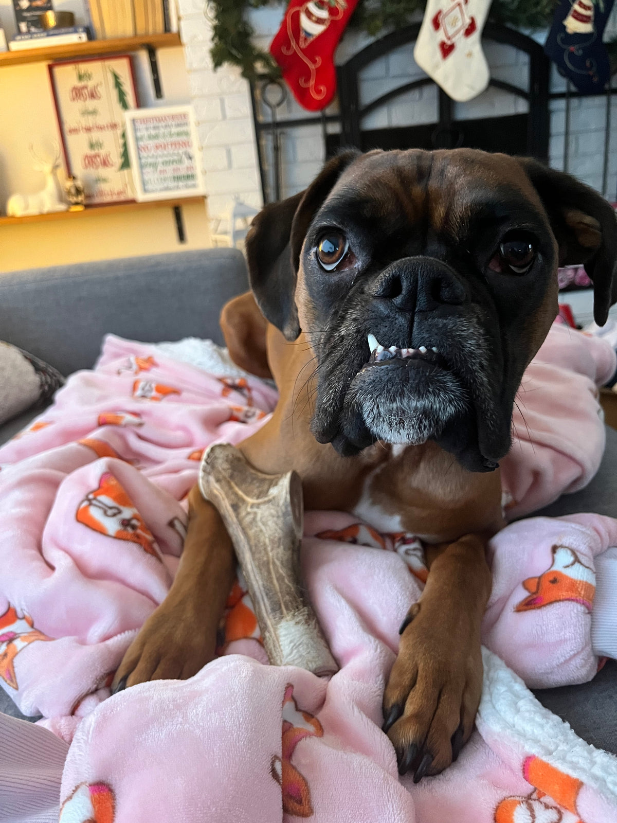 Stella