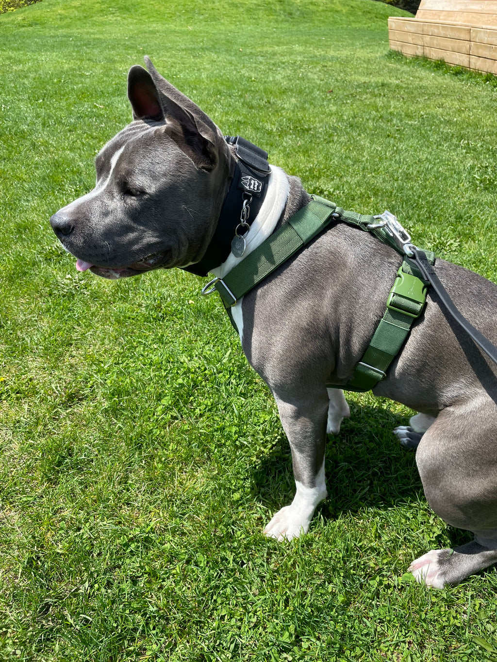 Y Strap Adventure Harness - Cactus Green