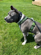 Y Strap Adventure Harness - Cactus Green