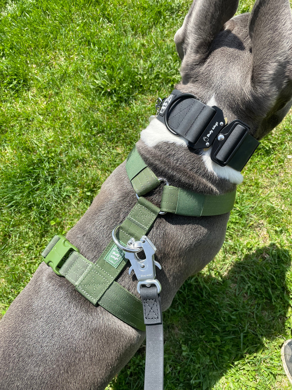 Y Strap Adventure Harness - Cactus Green