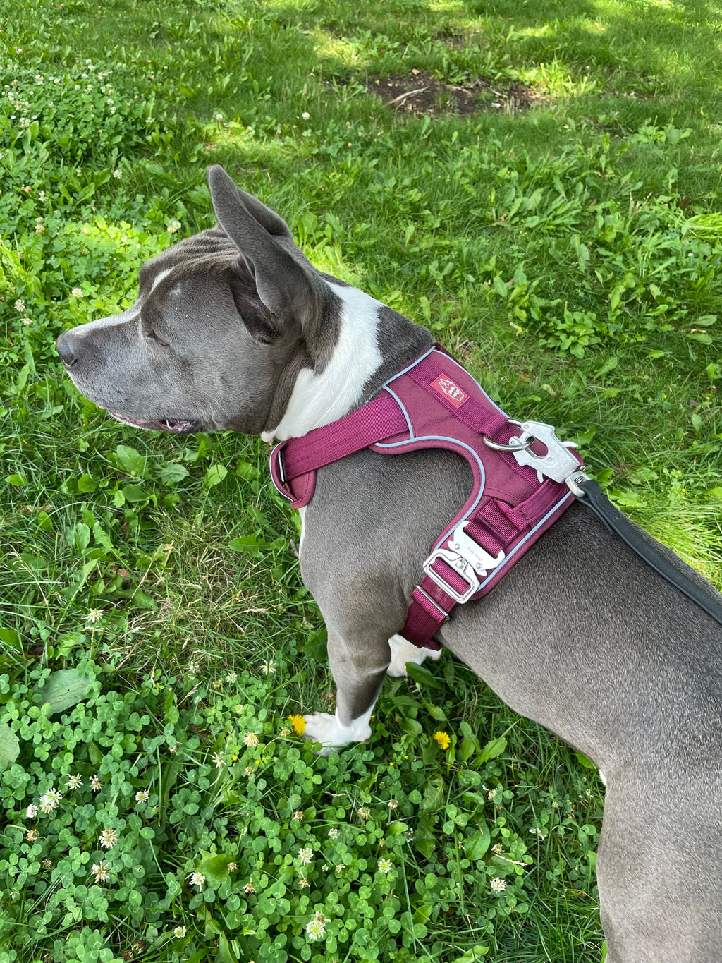 Heavy-Duty Everyday Harness - Cherry Wine
