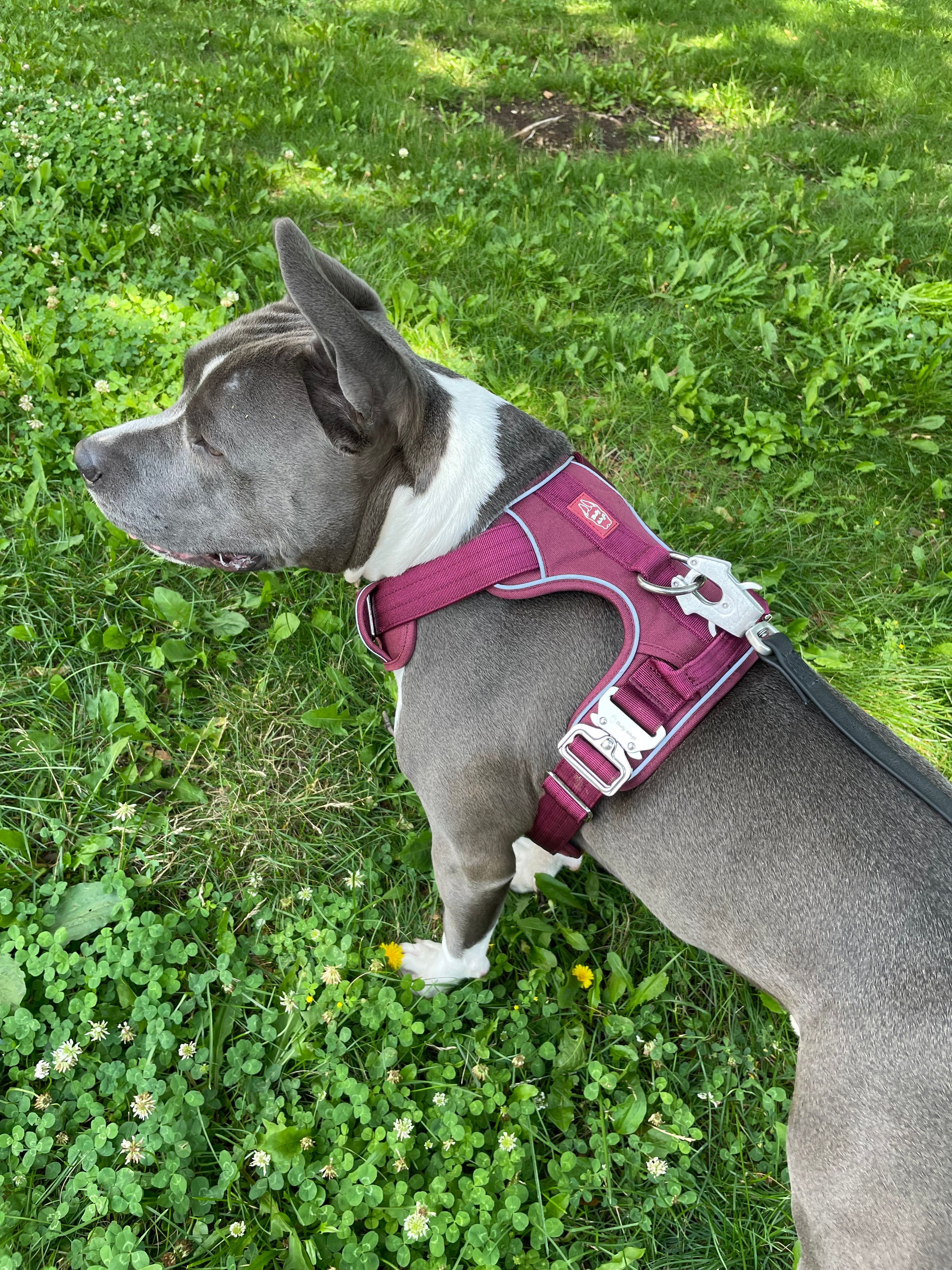 Heavy-Duty Everyday Harness - Cherry Wine
