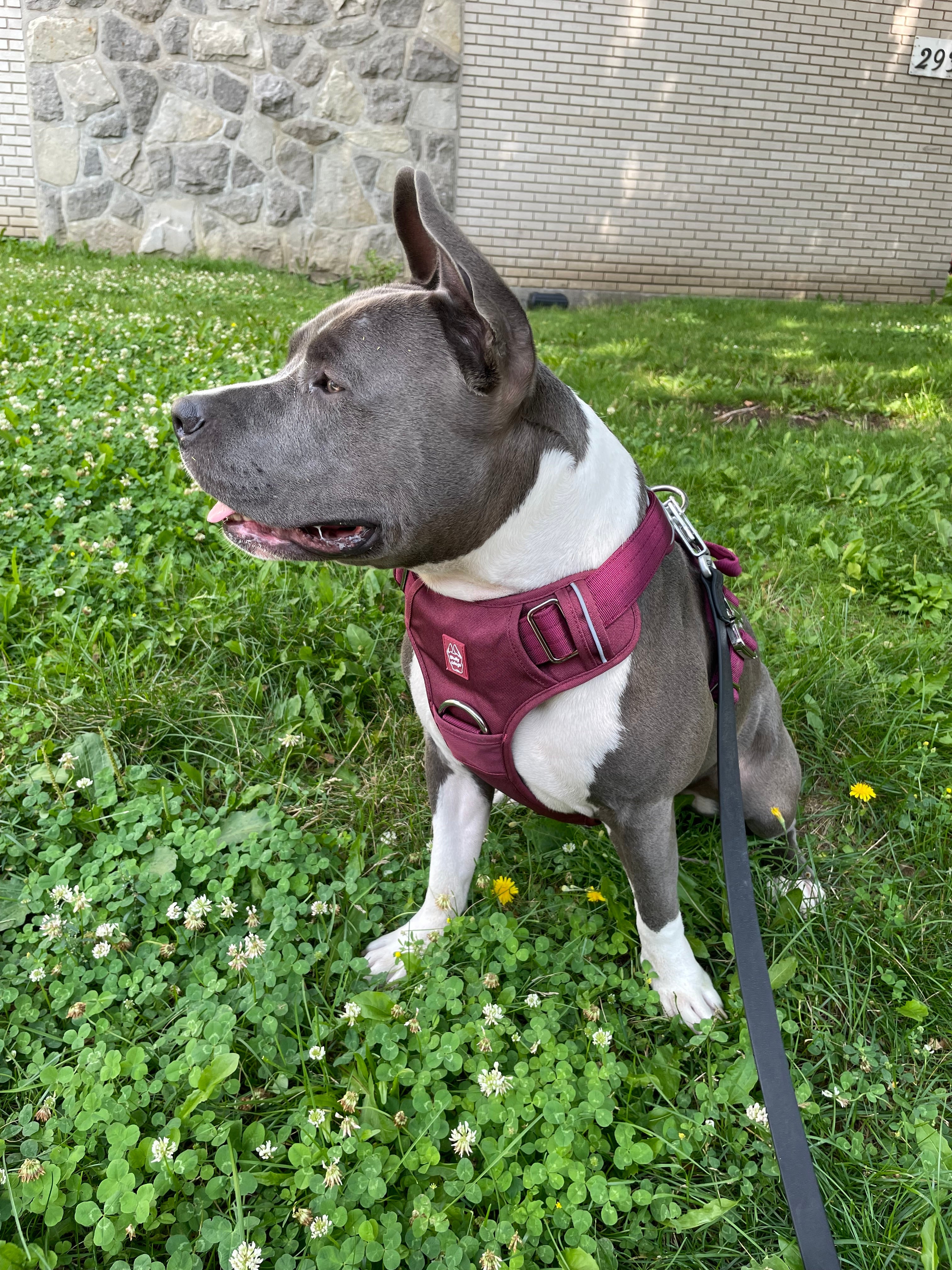 Heavy-Duty Everyday Harness - Cherry Wine