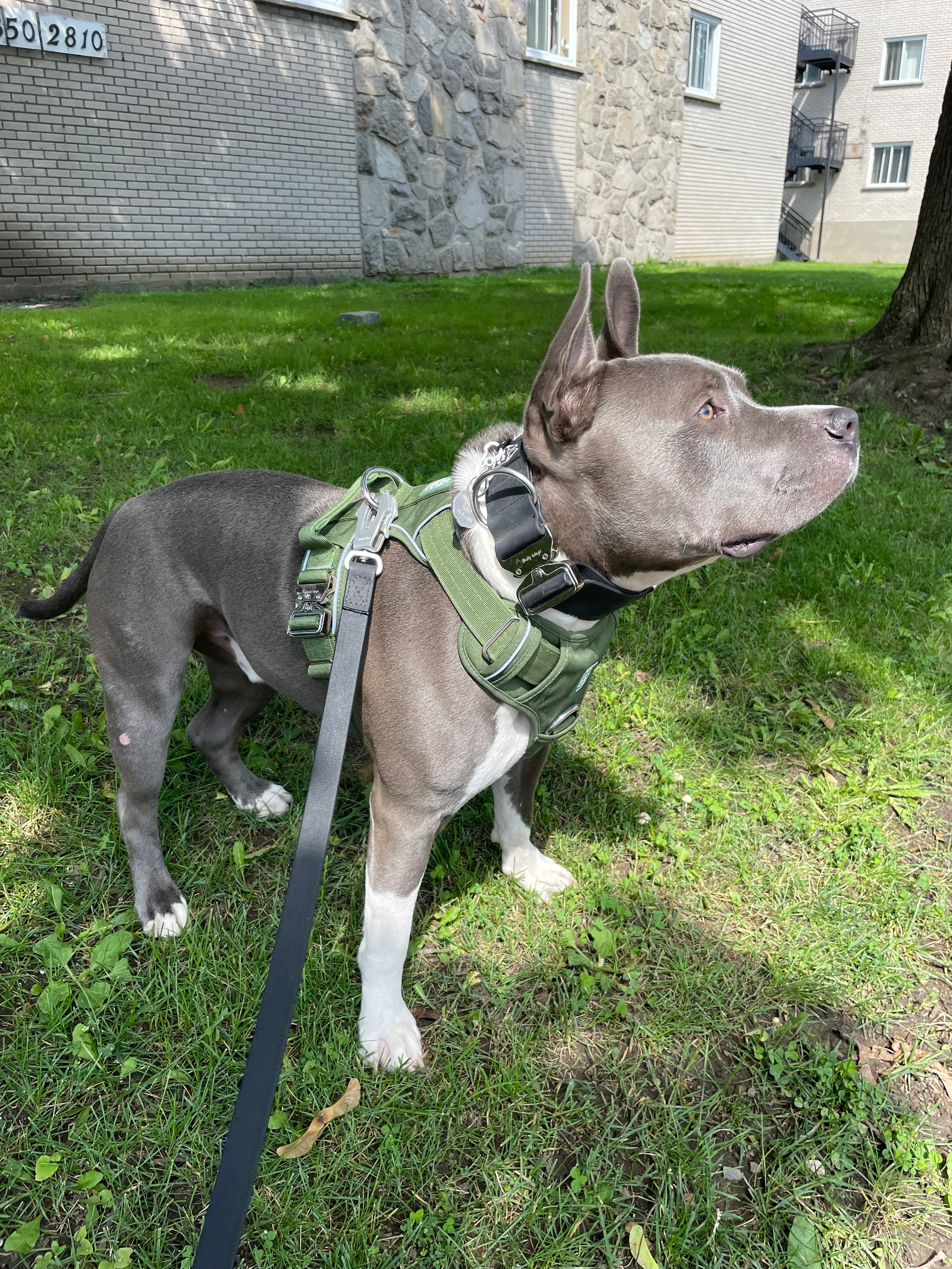 Heavy-Duty Everyday Harness - Cactus Green