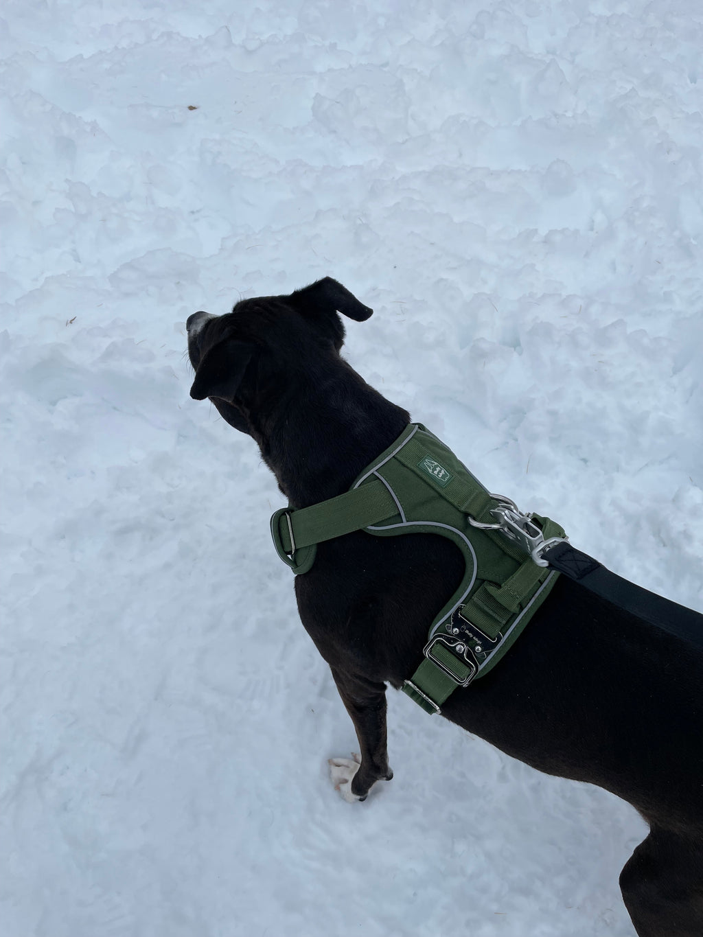 Heavy-Duty Everyday Harness - Cactus Green