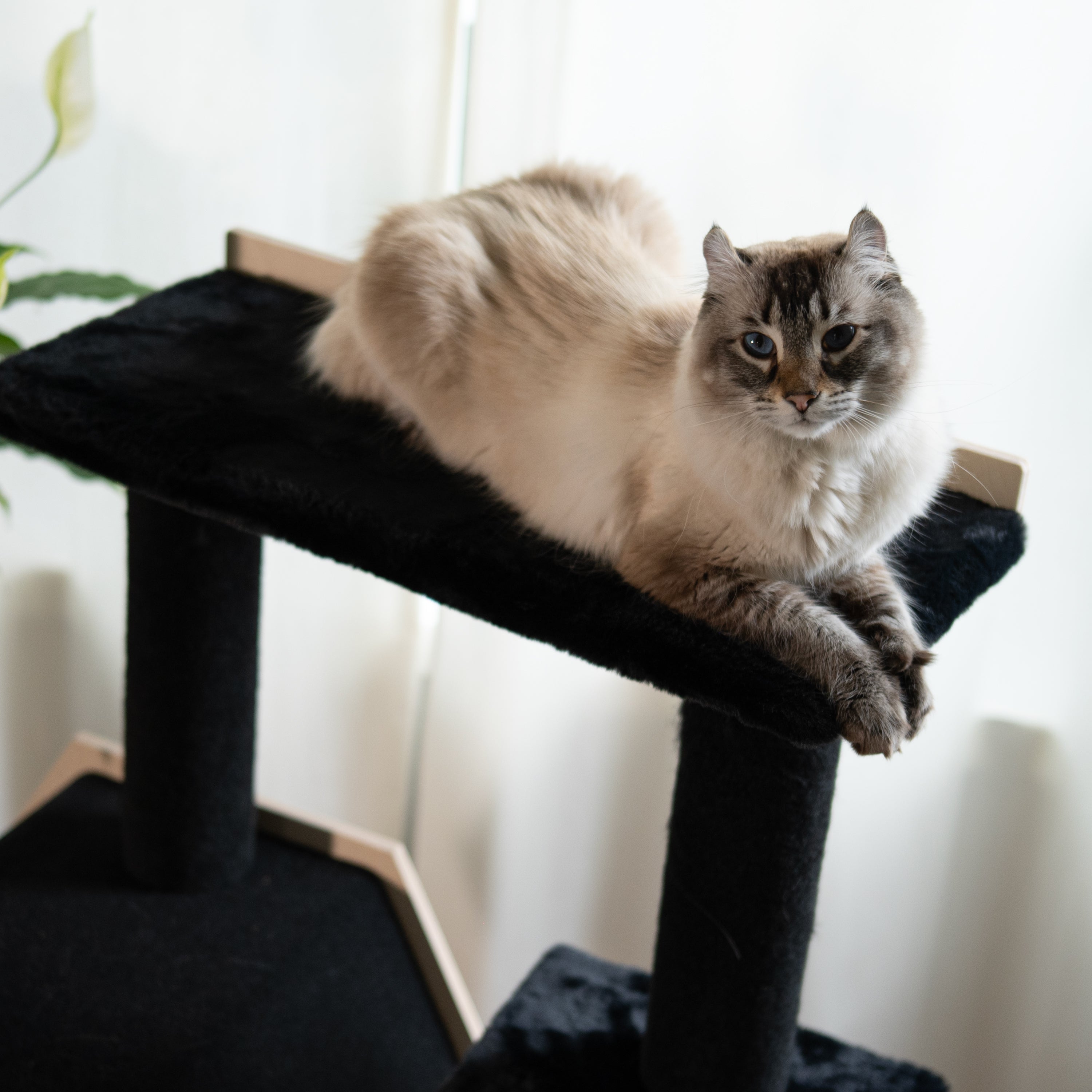 Hexagon House - 4-Level Cat Tree