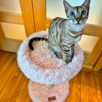 The Blush Perch – 1-Level Cat Tree