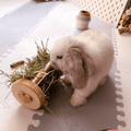 Hippity Hop Small Animal Hay Roller – Handmade Pine Enrichment Toy