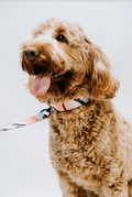 Stella & Oscar Leaf Neoprene Dog Collar