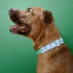 Waterproof & Adjustable Dog Collar - Green