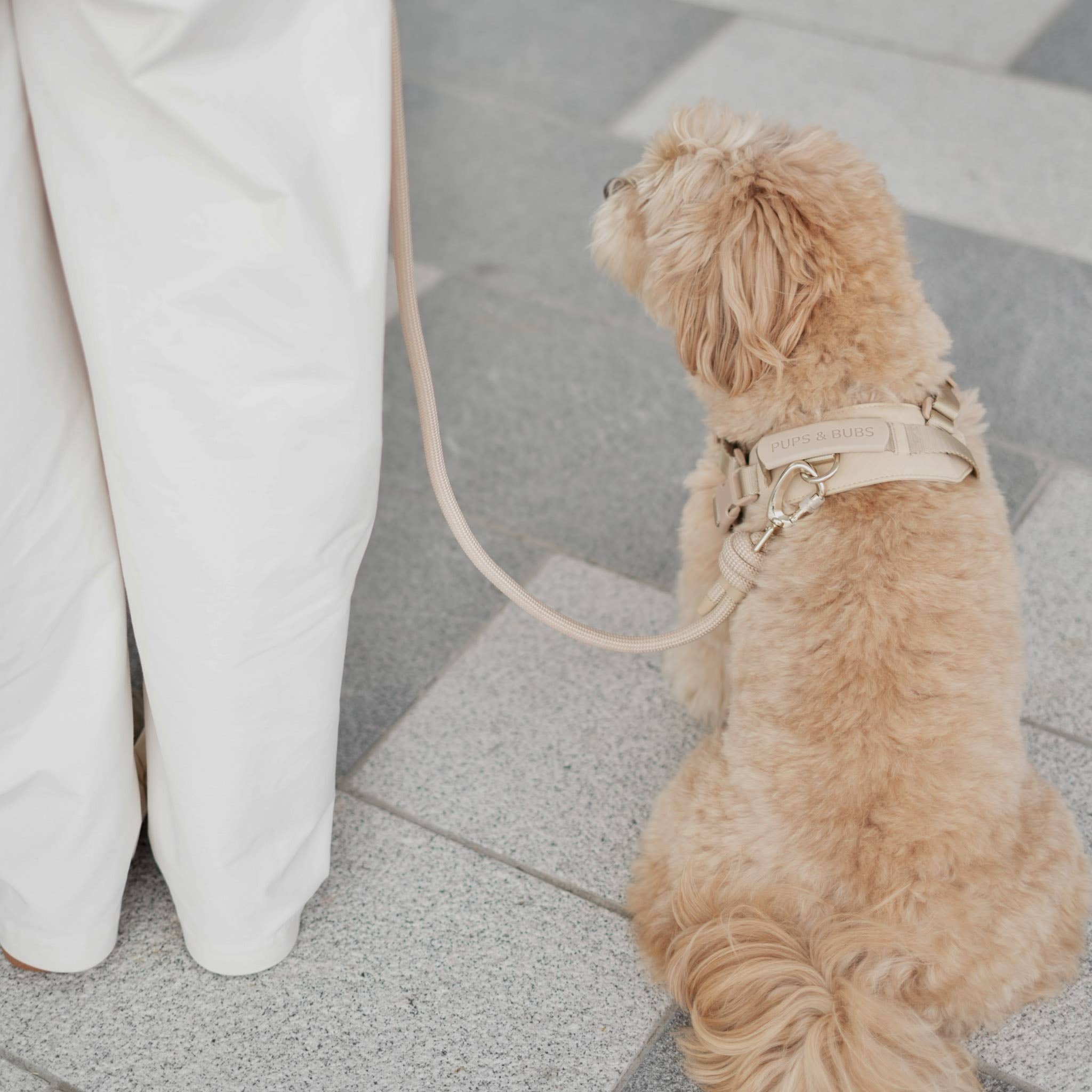 Rover Harness – Sand