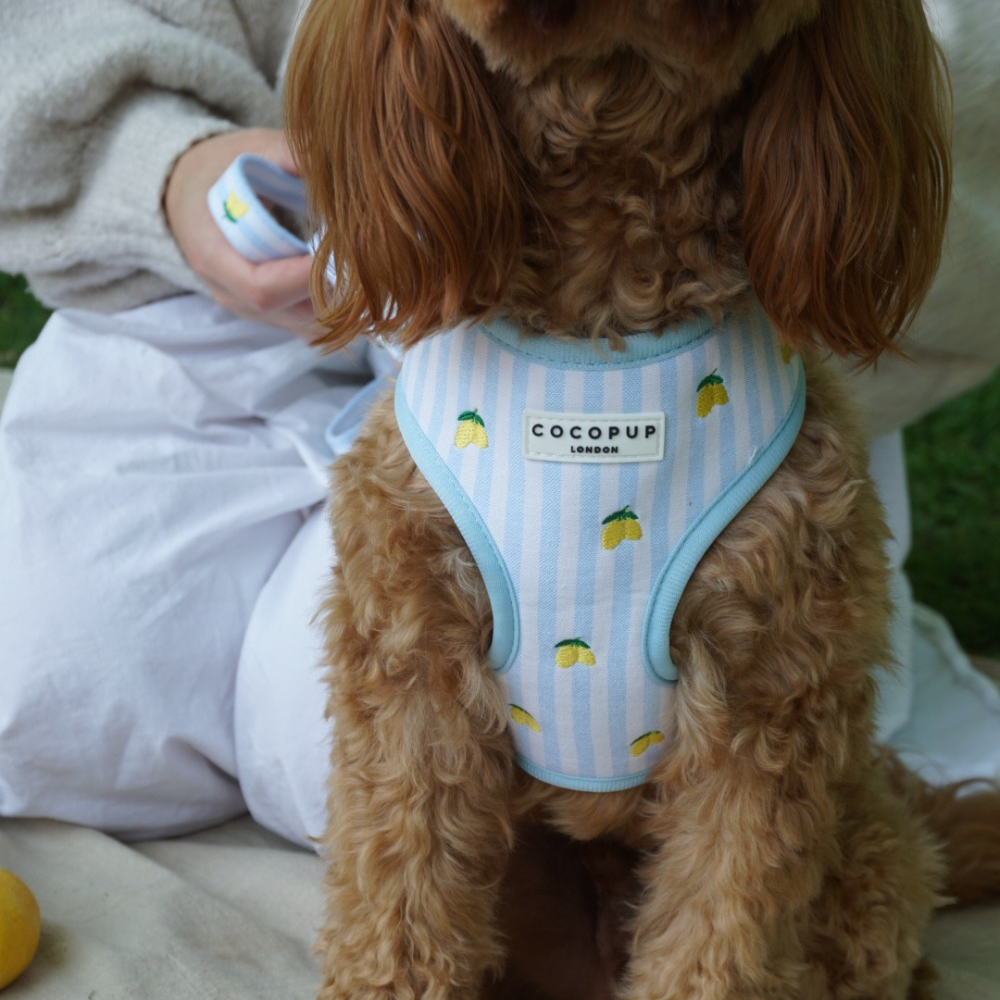 Cocopup London Living La Vida Lemon Adjustable Dog Harness