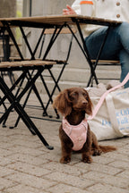 Classic 2.0 Harness Lychee