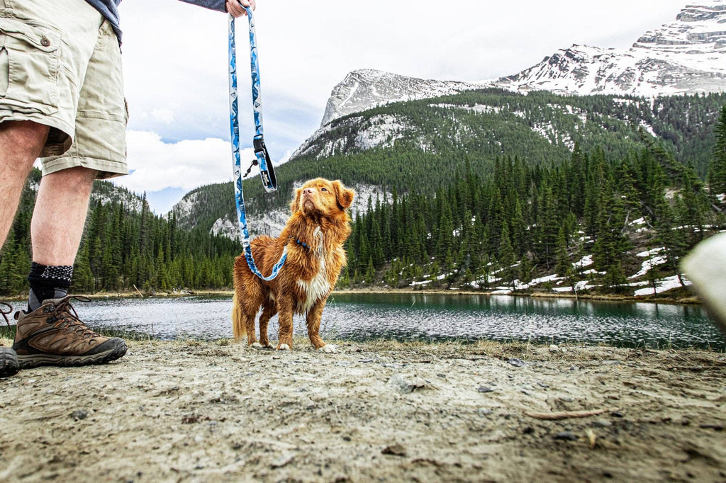 Hands-Free All-Mountain Dog Leash - 6ft or 8ft - Kootenay 