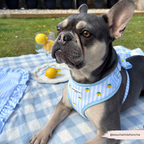 Cocopup London Living La Vida Lemon Adjustable Dog Harness