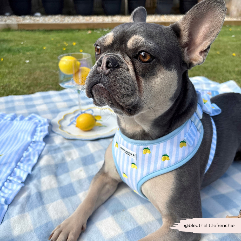 Cocopup London Living La Vida Lemon Adjustable Dog Harness