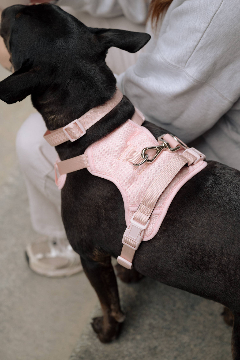 Classic 2.0 Harness Lychee