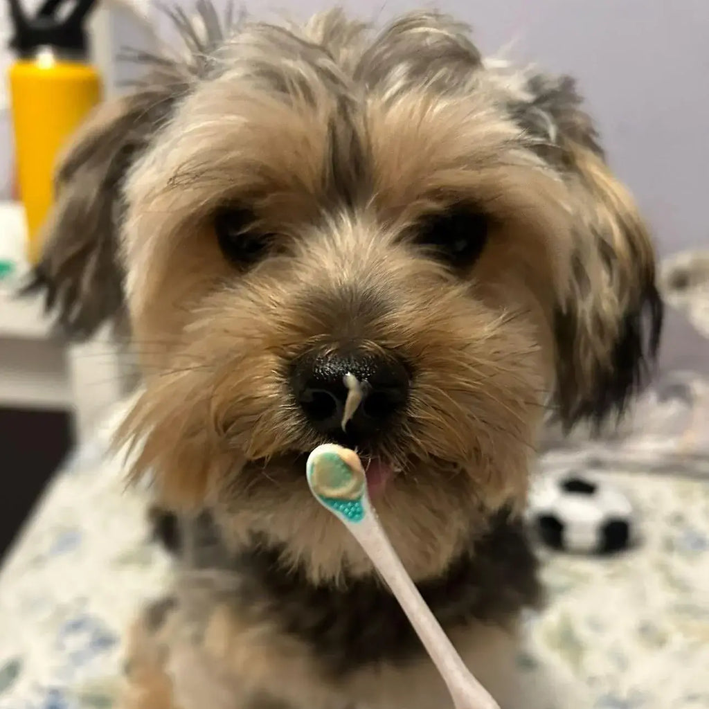 Wag & Bright Supply Co. Puppy Polisher Eco Toothbrush – Pearl (XS)