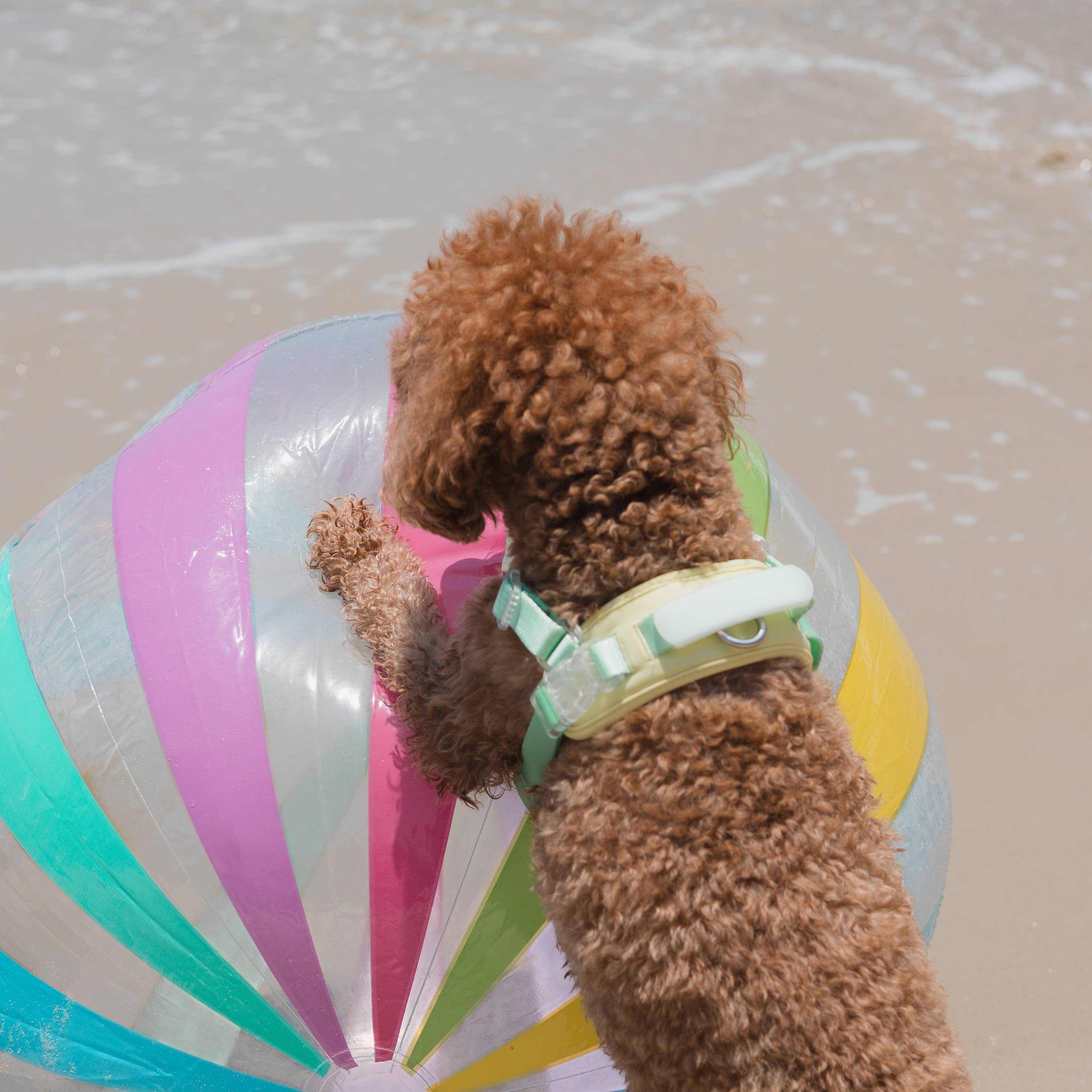 Jelly Harness – Cream Soda