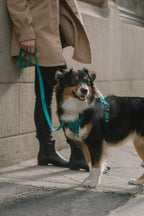 Mojito Classic 2.0 Harness