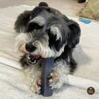 Bully Bunches Blueberry Himalayan Yak Chew – Medium