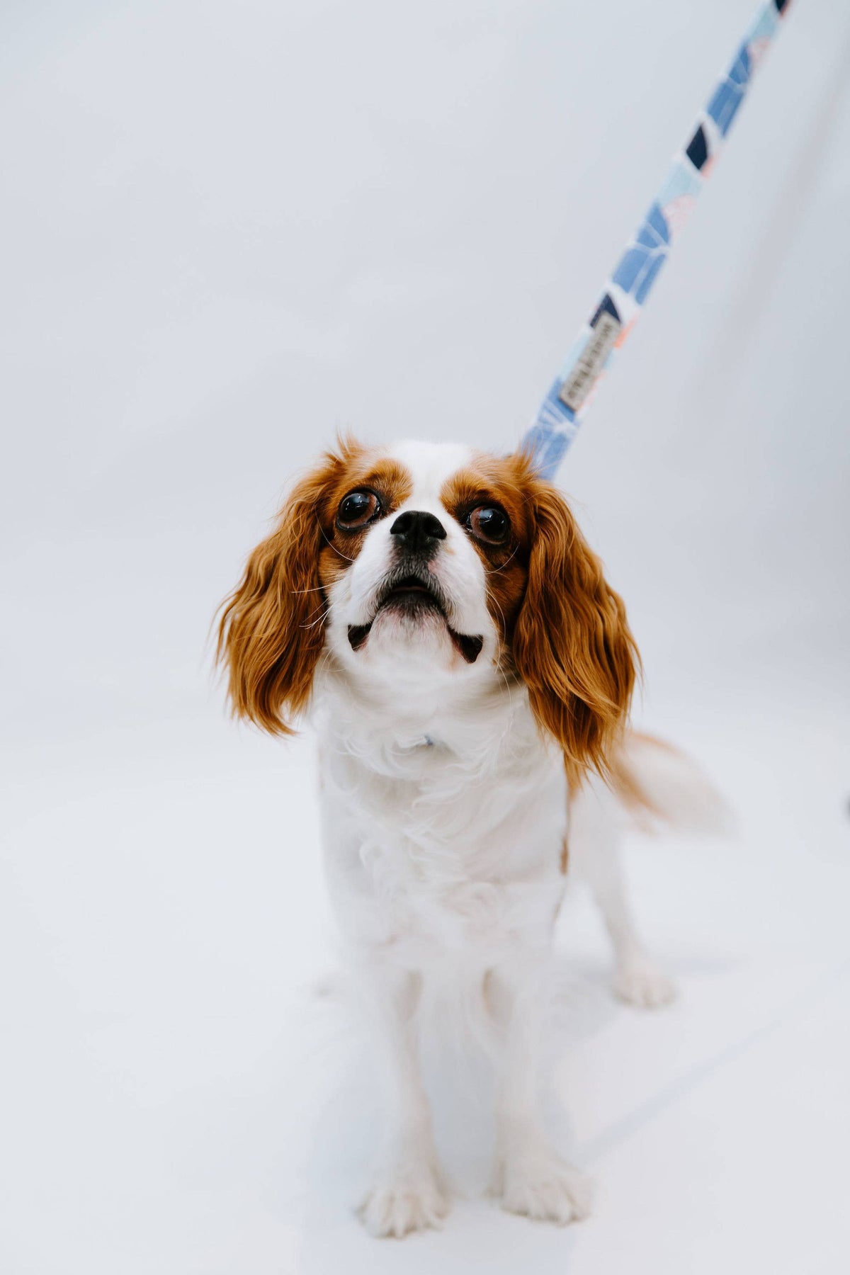 Stella & Oscar Floral Neoprene Dog Leash