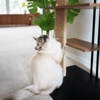 Cali Cat Tree Floor Lamp – Platforms, Scratcher & LED Light