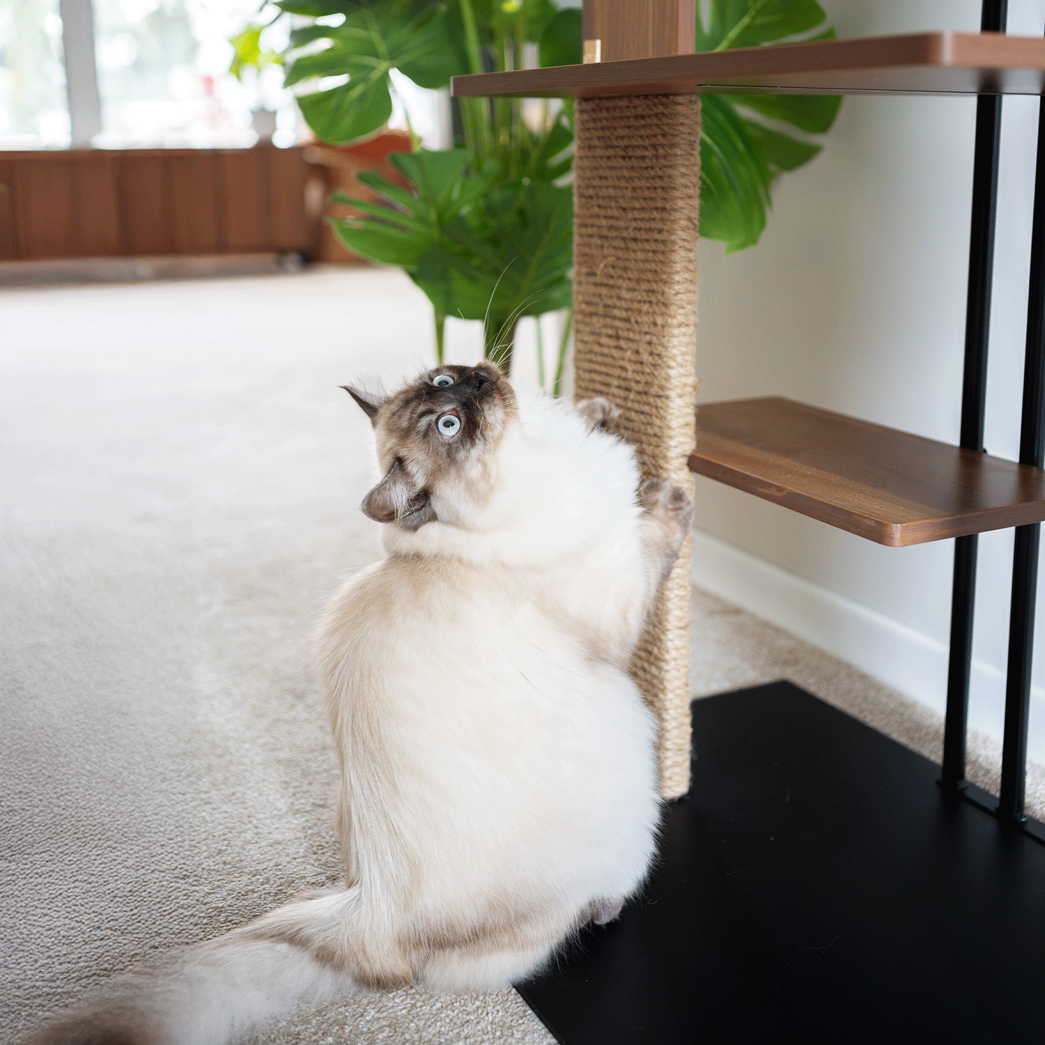 Cali Cat Tree Floor Lamp – Platforms, Scratcher & LED Light