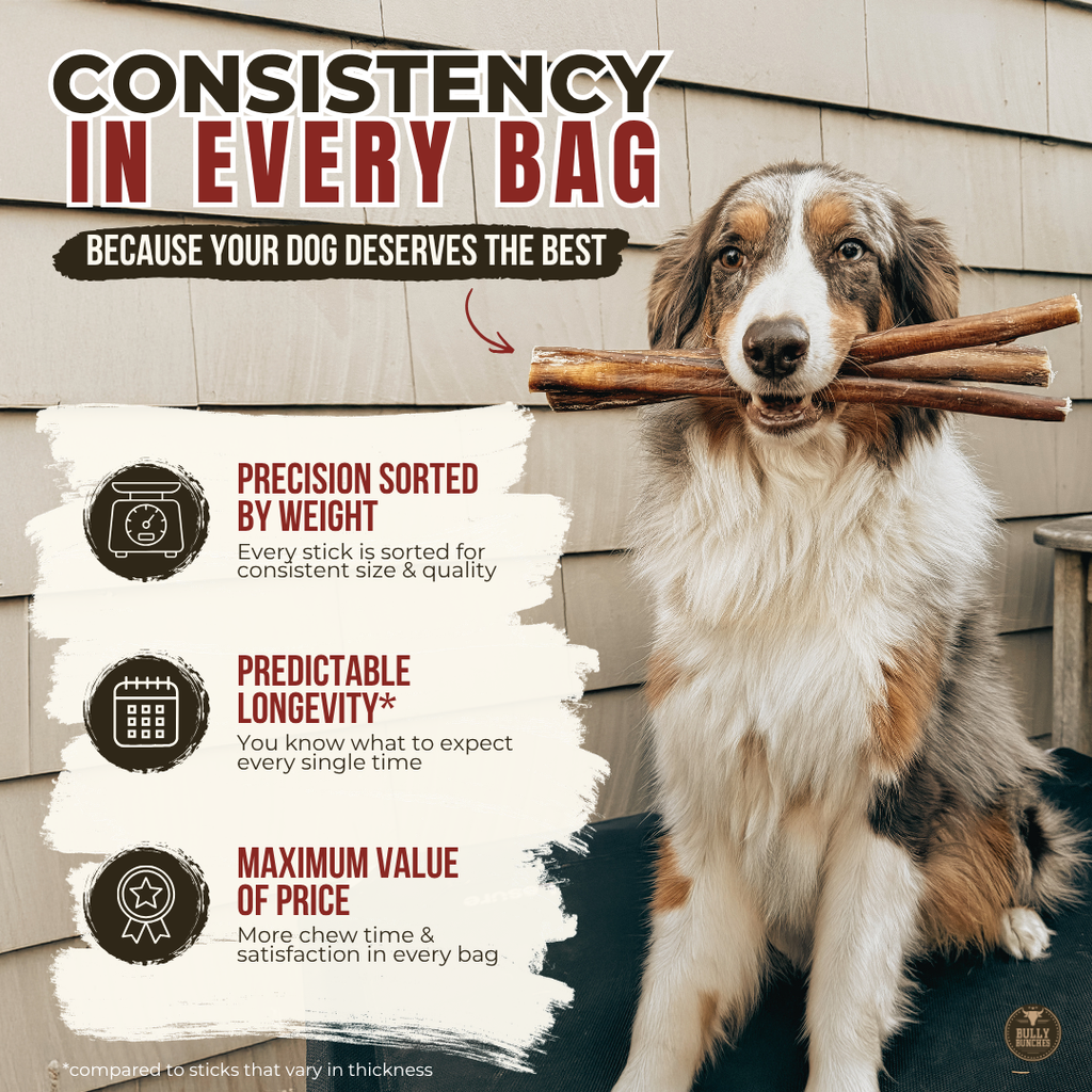 Bully Bunches 12 Inch Monster Bully Stick
