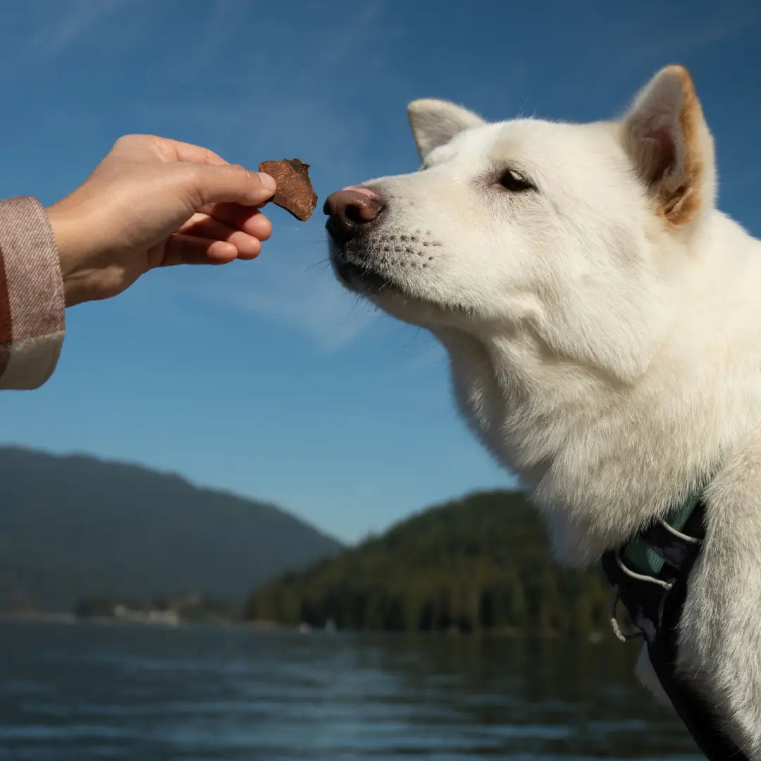 Rawbone Premium Kangaroo Krisps – 75 g