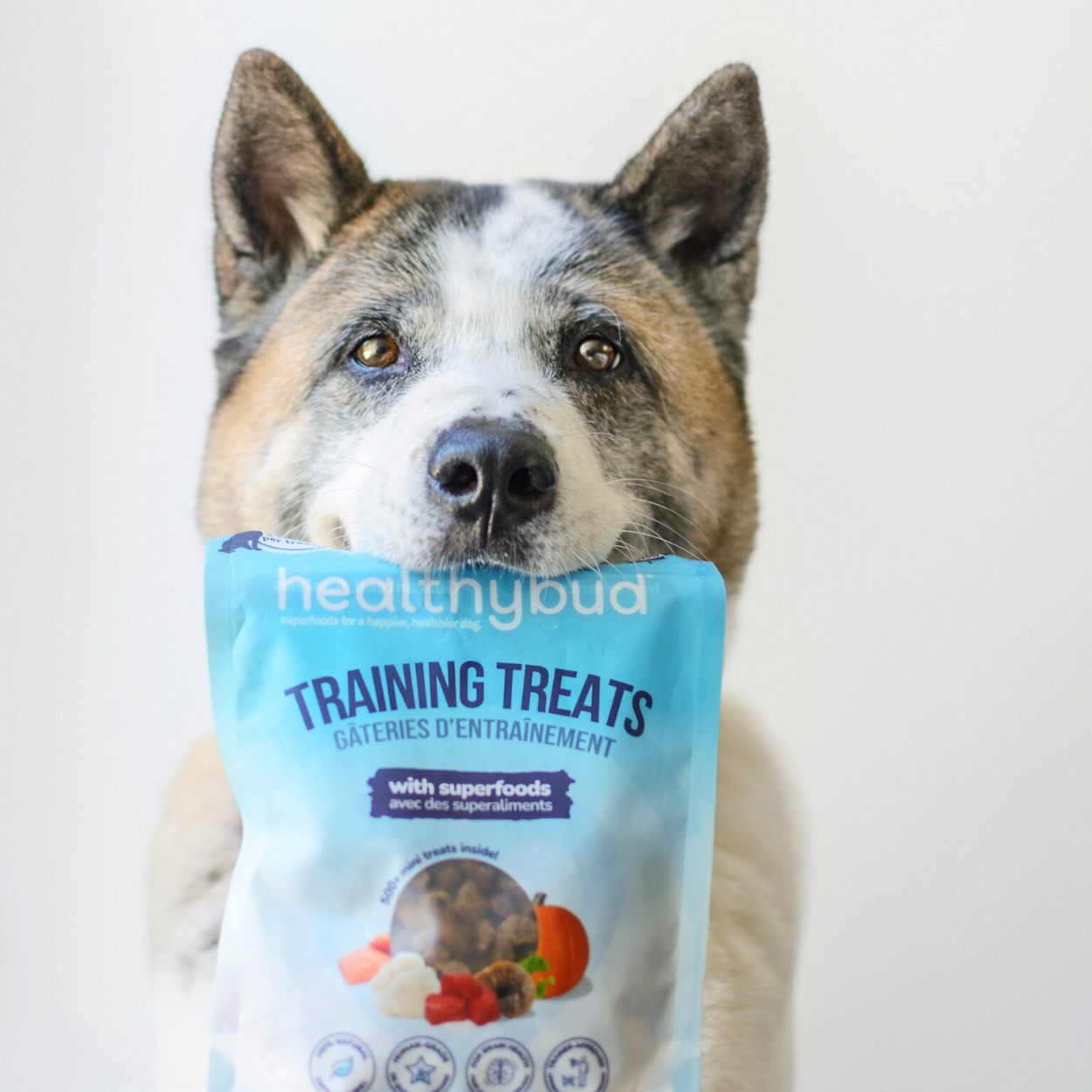 Beef Mini Training Treat for Dogs