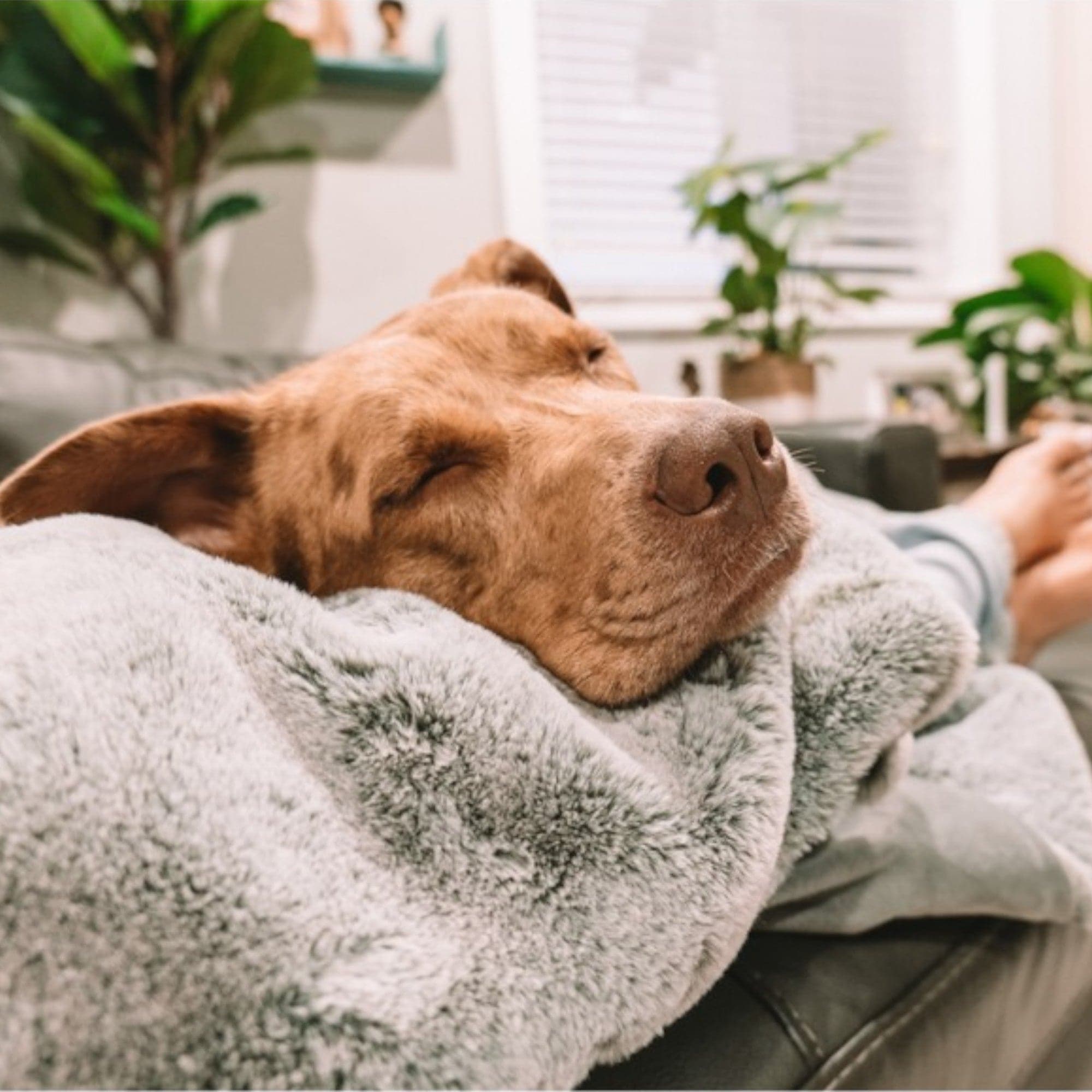 leakproof pet pixie throw