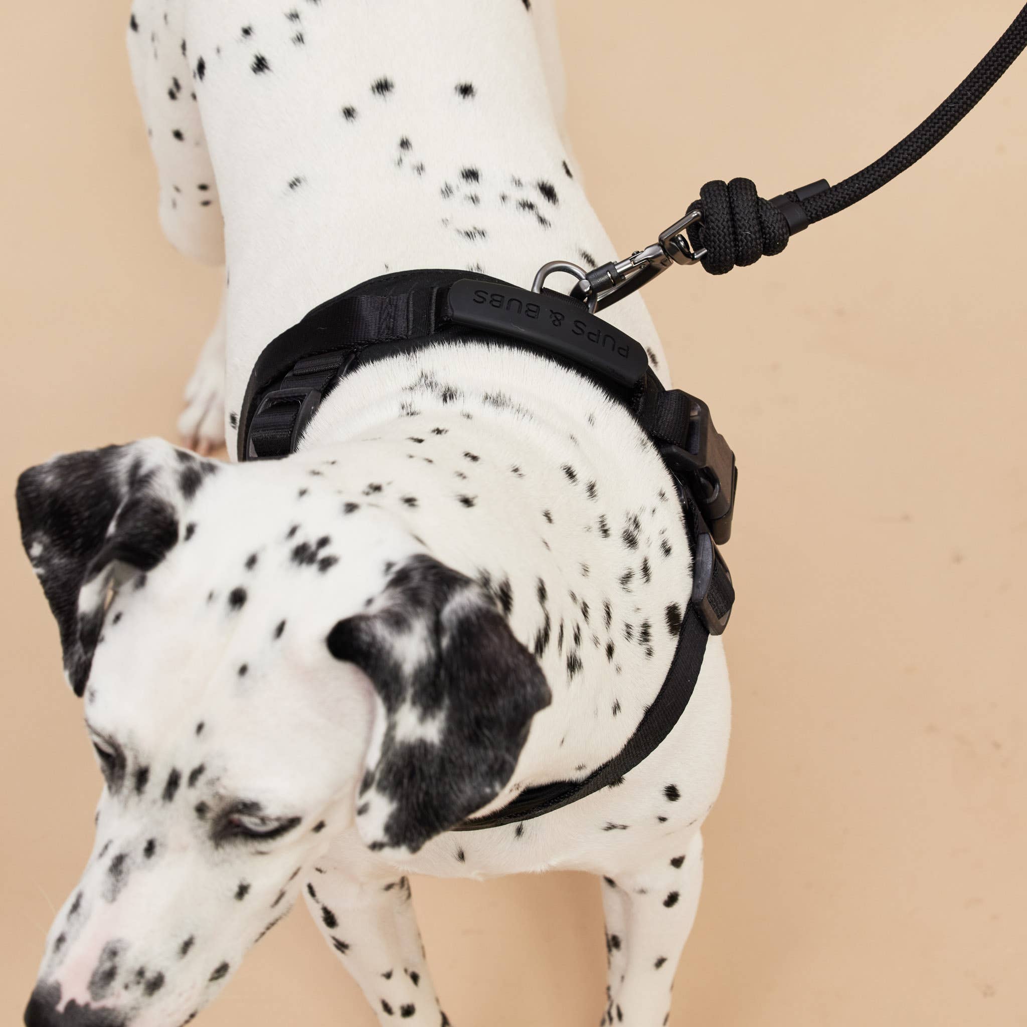 Rover Harness – Sand