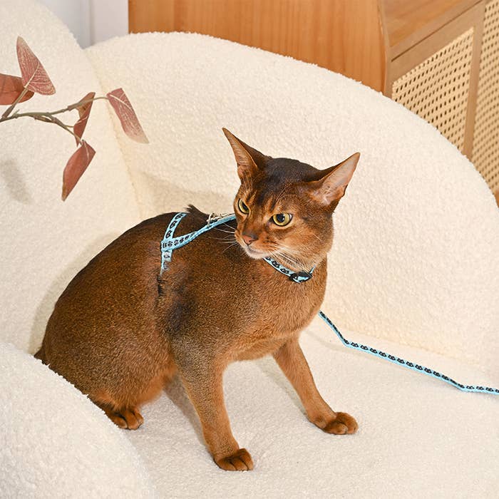 Cat Harness & Leash Set | Kitty