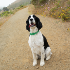 Waterproof & Adjustable Dog Collar - Green