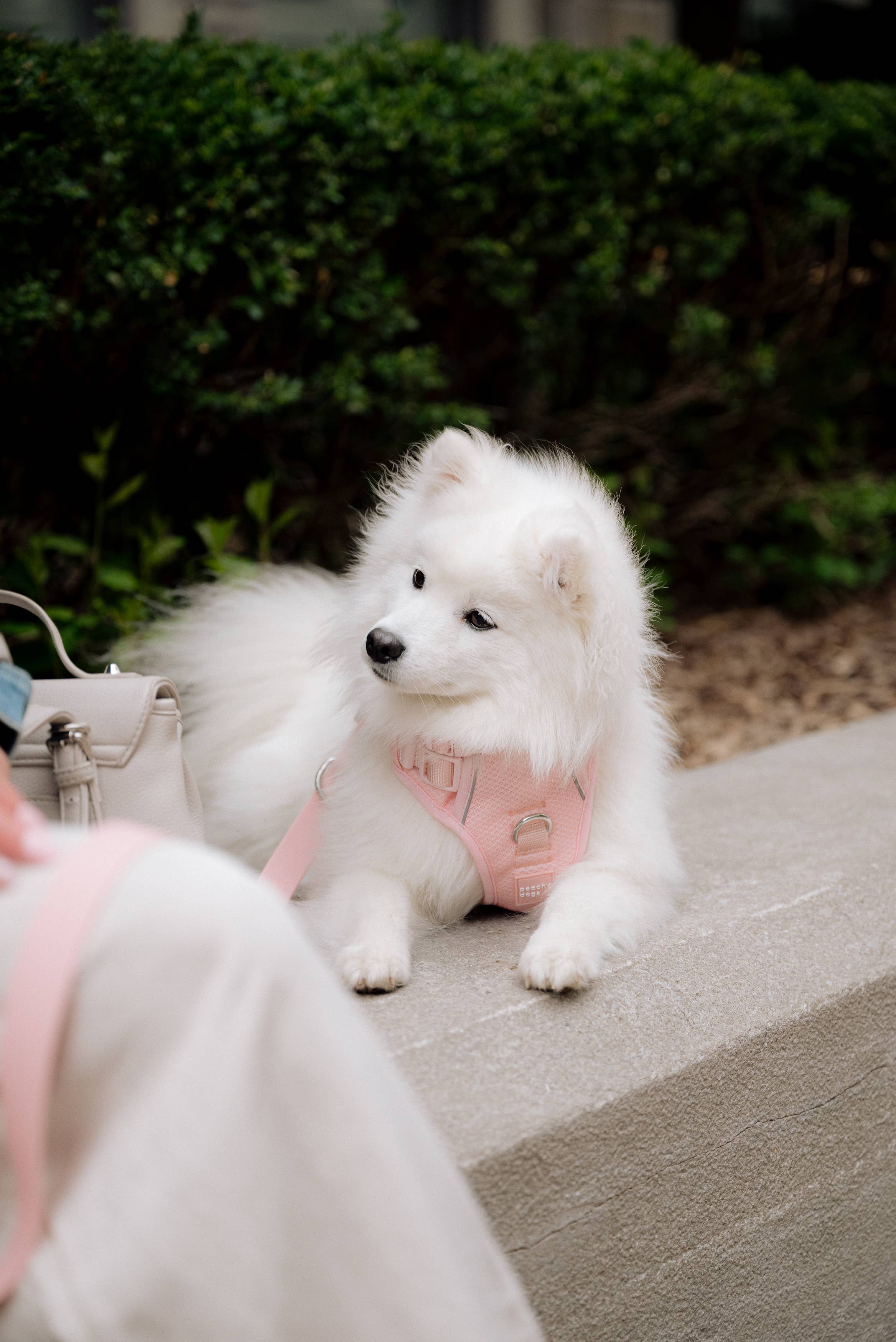 Classic 2.0 Harness Lychee