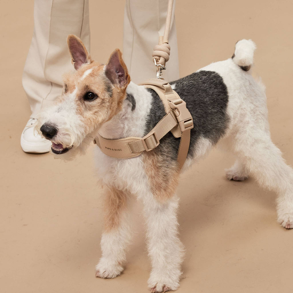Rover Harness – Sand
