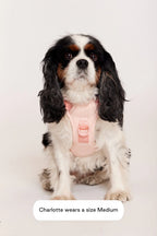 Easy Fit Dog Harness