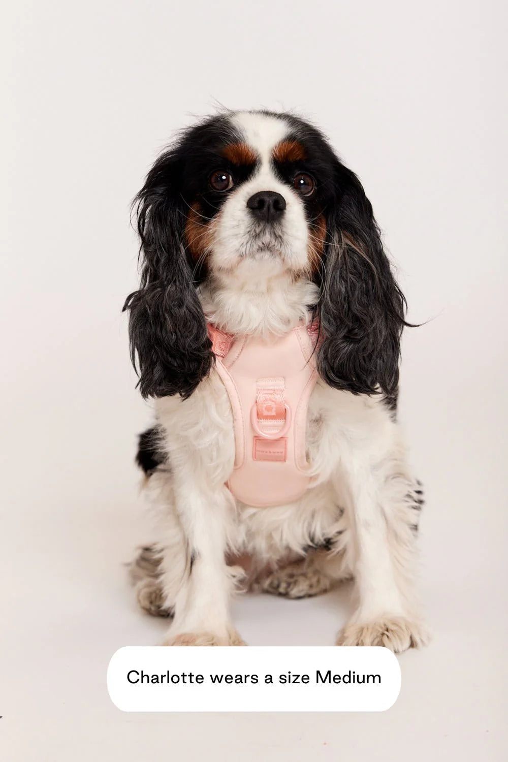 Easy Fit Dog Harness