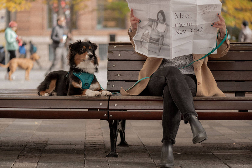 Mojito Classic 2.0 Harness