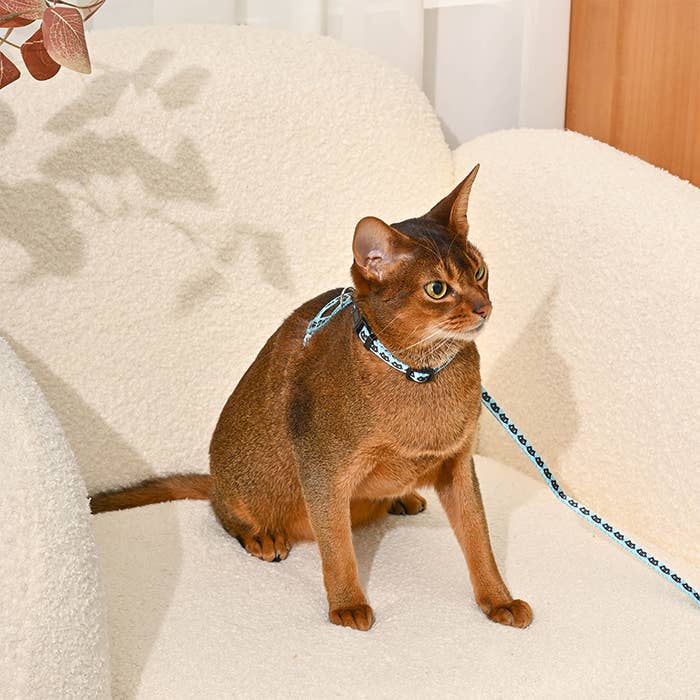 Cat Harness & Leash Set | Kitty