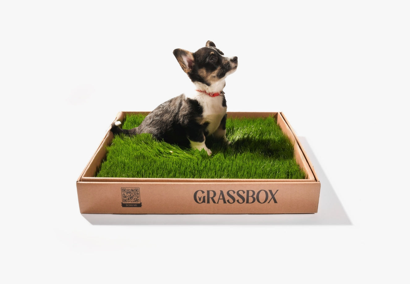 GrassBox Real Grass Dog Potty Patch – Eco-Friendly, 2 Sizes ...